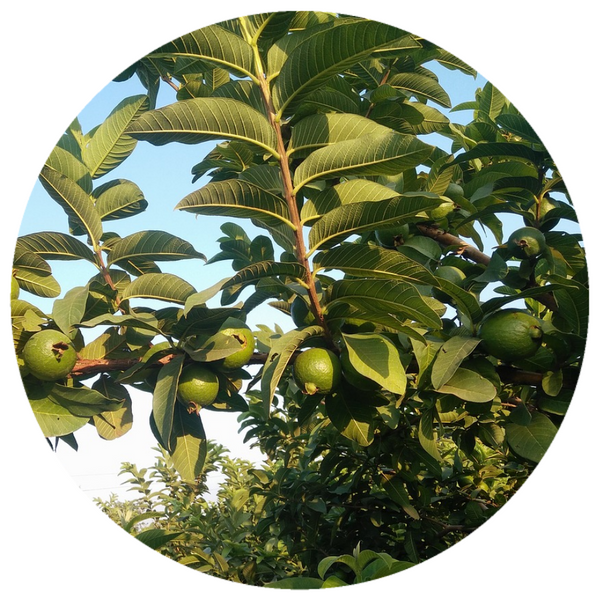 Guava Leaf (Psidium guajava) Organic Essential Oil