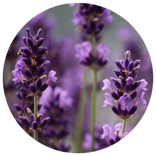 Lavender (Lavandula angustifolia) French Absolute