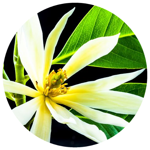 White Champaca Flower (Michelia alba) Wildcrafted Essential Oil
