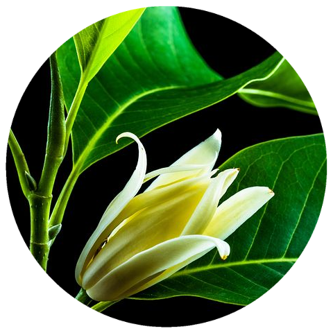 White Champaca Leaf (Michelia alba) Wildcrafted Essential Oil