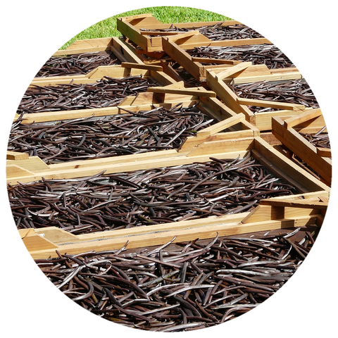 Vanilla Bourbon, Madagascar (Vanilla planifolia) Organic CO2 Extract