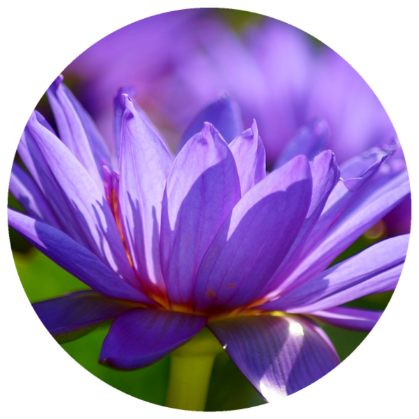 Blue Lotus, Thailand (Nymphaea caerulea) Oil Absolute Organic