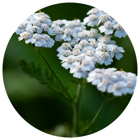 Yarrow, Blue (Achillea millefolium L.) Organic Essential Oil