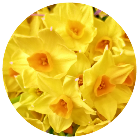 Jonquil, French (Narcissus jonquilla) Rare Absolute