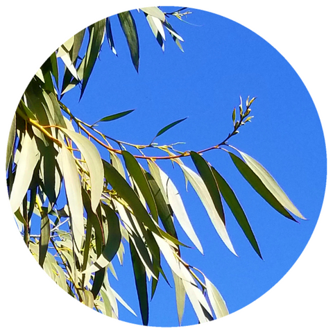 Eucalyptus (Eucalyptus smithii) Organic Essential Oil