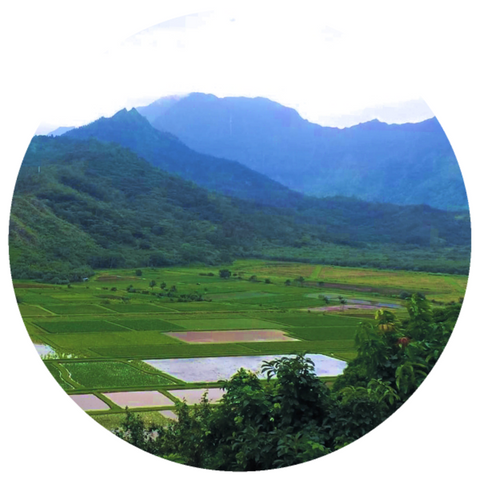 Patchouli Attar (Santalum album, Pogostemon cablin, Hibiscus abelmoschus) Essential Oil