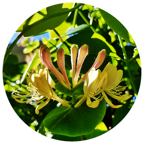 Honeysuckle (Lonicera caprifolium) Rare Absolute
