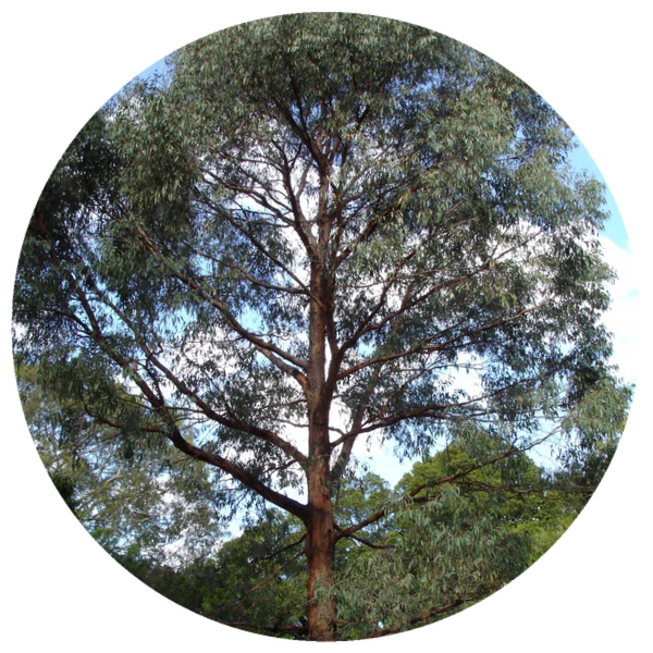 Eucalyptus (Eucalyptus radiata) Organic Essential Oil