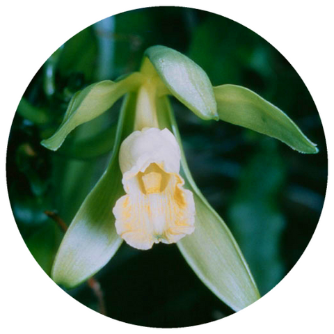 Vanilla, Tahiti (Vanilla tahitensis) Organic CO2 Extract
