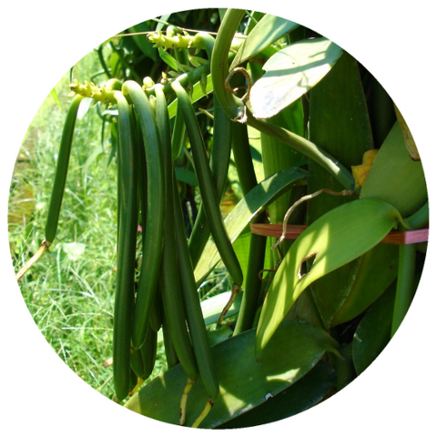 Vanilla Absolute, Madagascar (Vanilla planifolia)