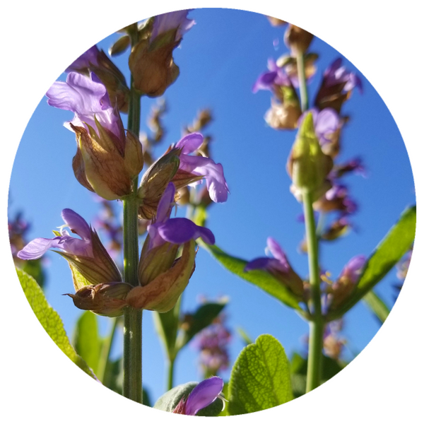 Spanish Sage (Salvia lavandulaefolia) Organic Essential Oil