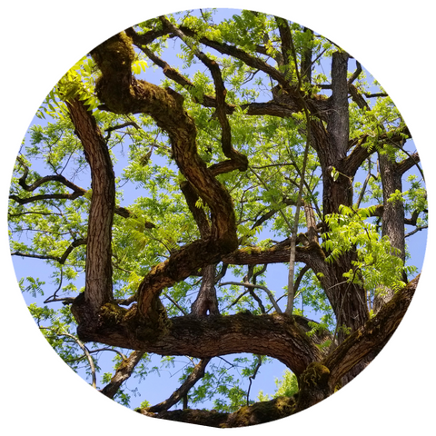 Rosewood, Indian (Dalbergia sissoo) Essential Oil