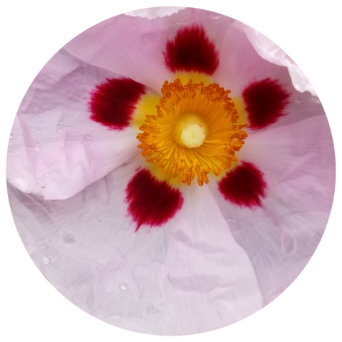 Labdanum (Cistus ladaniferus) Organic Absolute