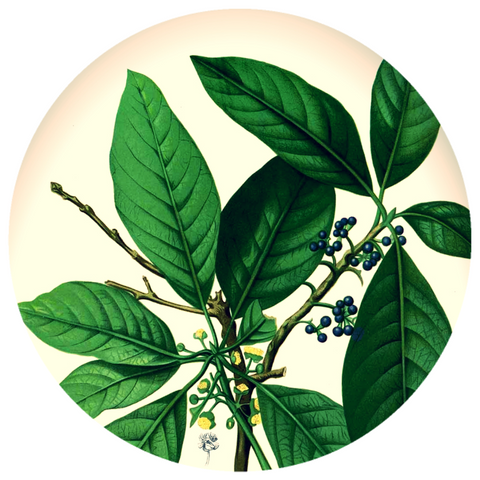 Ho Wood (Cinnamomum camphora var linalool) Essential Oil