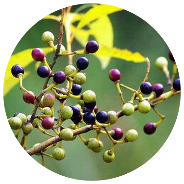 May Chang (Litsea cubeba) Wildcrafted Essential Oil