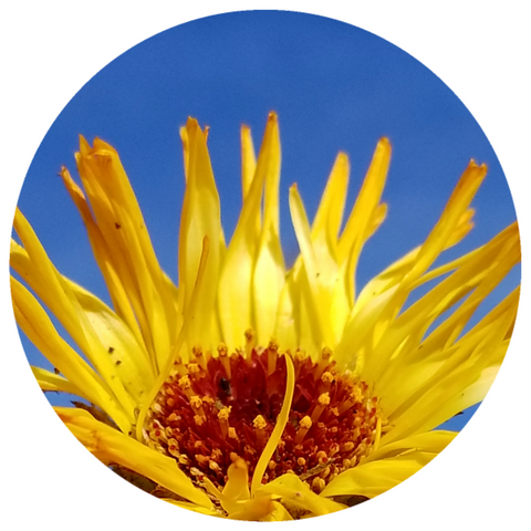 Inula (Inula graveolens) Organic Essential Oil