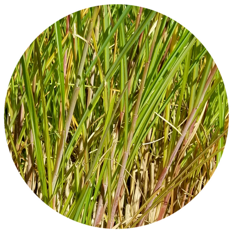 Vetiver (Vetiveria zizanioides) Organic Essential Oil