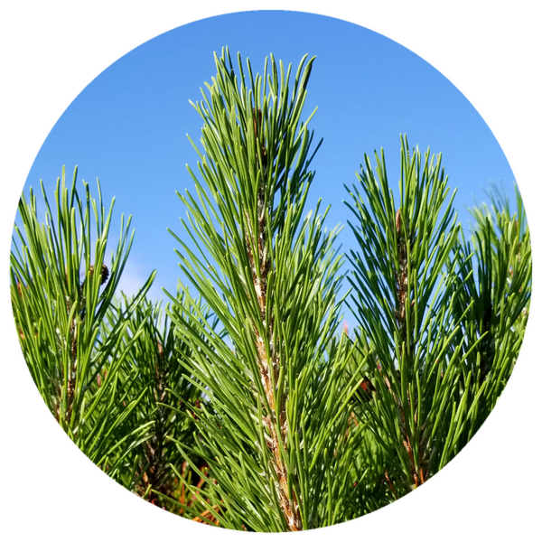 Pine, Scotch (Pinus sylvestris) Organic Essential Oil