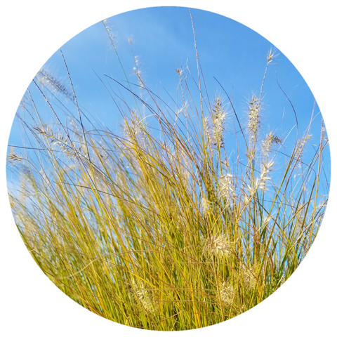 Hay (Hierochloe alpina) Organic Essential Oil