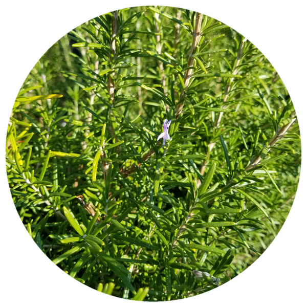 Rosemary Verbenone (Rosmarinus officinalis verbenone) Organic Essential Oil