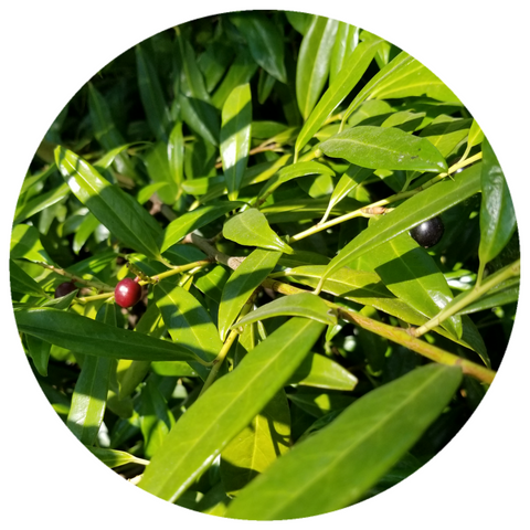 Moena (Endlicheria metallica) Essential Oil