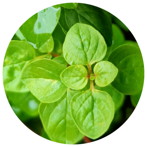Oregano (Origanum vulgare) Organic Essential Oil