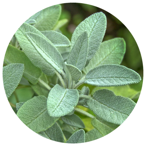 Dalmatian Sage (Salvia officinalis) Organic Essential Oil