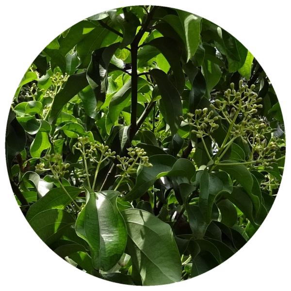 Sugandha Kokila (Cinnamomum glaucescens) Wildcrafted Essential Oil
