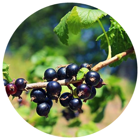 Black Currant (Ribes nigrum) Organic Absolute