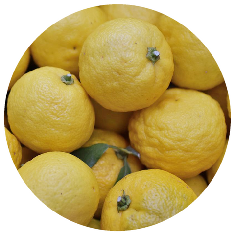 Yuzu (Citrus junos) Organic Essential Oil