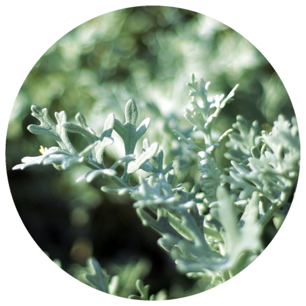 Wormwood (Artemisia absinthium) Essential Oil