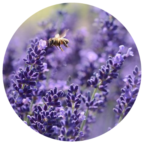 Lavender, Bulgarian (Lavandula angustifolia) Organic Essential Oil