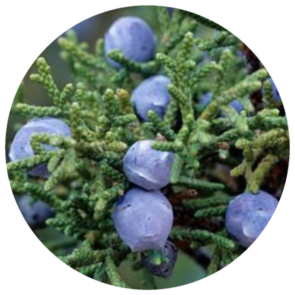 Juniper, Rocky Mountain (Juniperus scopulorum) Essential Oil