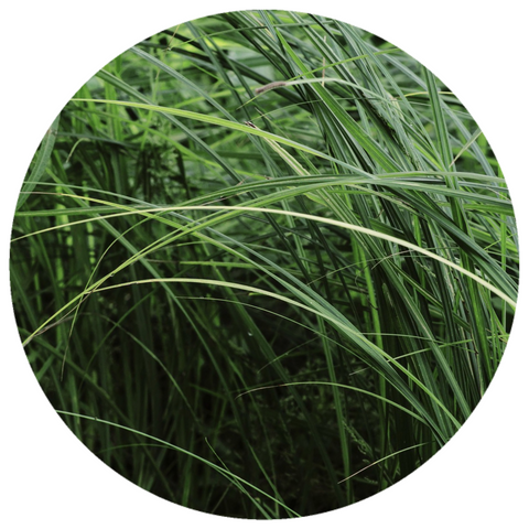 Vetiver Ruh Khus (Vetiveria zizanioides) Wildcrafted Essential Oil