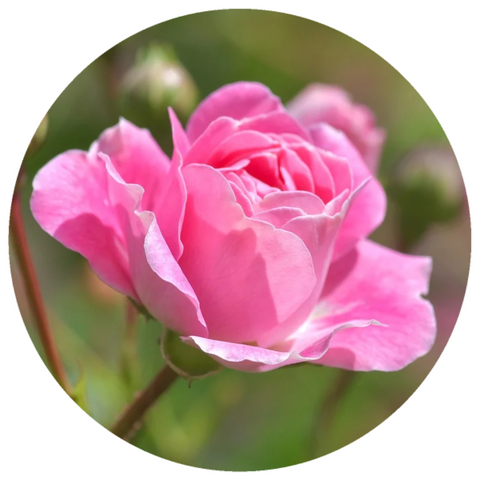 Rose Otto, Ward Ta'ifi (Rosa damascena) Organic Essential Oil