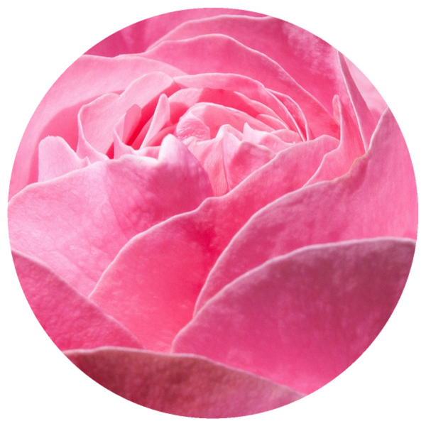 Rose (Rosa damascena) Absolute