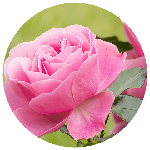 Rose Otto, Bulgaria (Rosa damascena) Organic Essential Oil