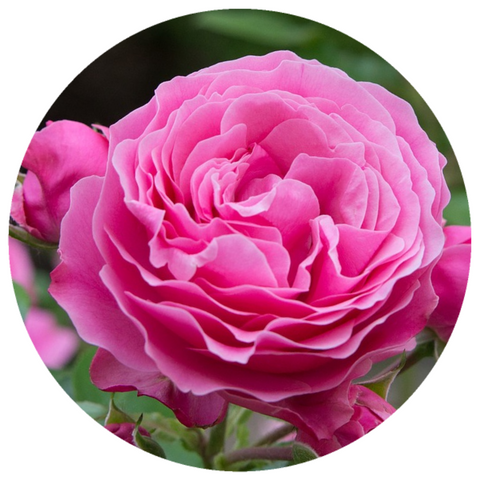Rose de Mai (Rosa centifolia) Organic CO2 Extract Rose Maroc