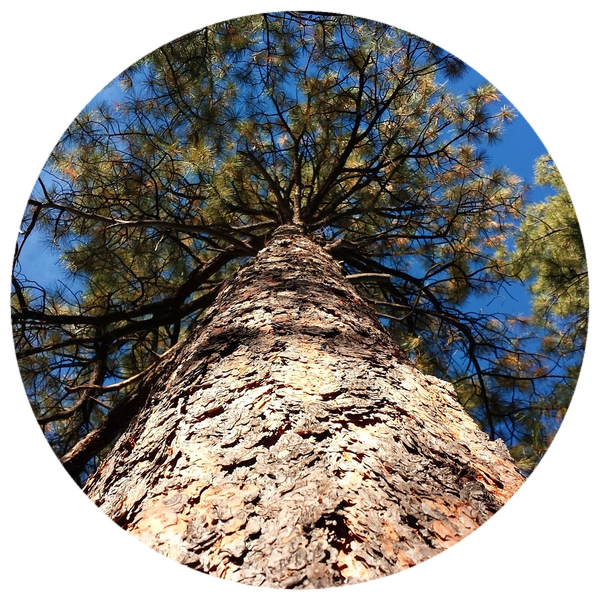 Pine, Ponderosa Pinecone (Pinus ponderosa) Wild Essential Oil