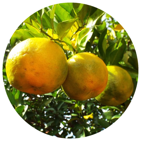 Bergamot FCF (Citrus aurantium var. bergamia) Organic Essential Oil