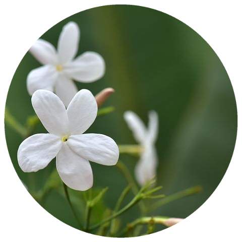 Jasmine Grandiflorum Floral Wax