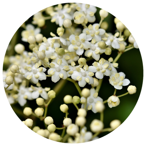 Elderflower (Sambucus nigra) Organic Essential Oil