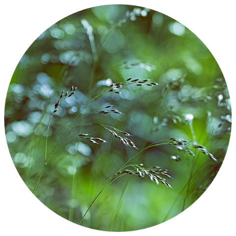 Sweet Vernal Grass (Anthoxanthum odoratum) Flouve Essential Oil