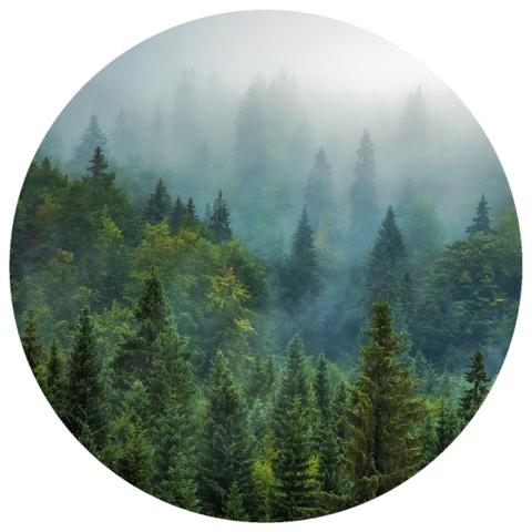 Pine, Jack (Pinus banksiana) Organic Essential Oil