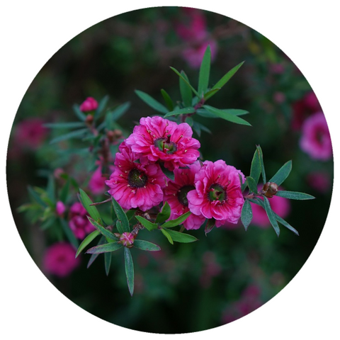 Red Manuka (Leptospermum scoparium) Wildcrafted Essential Oil