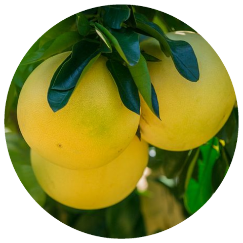 Grapefruit, Pink (Citrus paradisi) Italy Organic Steam Distilled Essential Oil