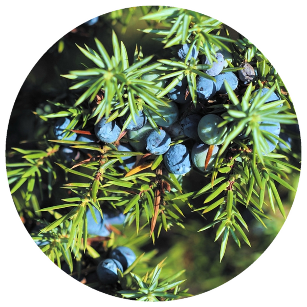 Juniper Berry (Juniperus communis) Essential Oil