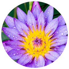 Blue Lotus Flower Sacred Water Lily (Nymphaea caerulea) Absolute Organic –  Rising Sun Botanicals