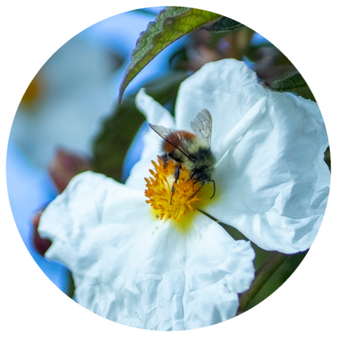 Rock Rose (Cistus ladaniferus) Essential Oil