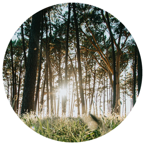 Sandalwood, Vanuatu (Santalum austrocaledonicum) Essential Oil